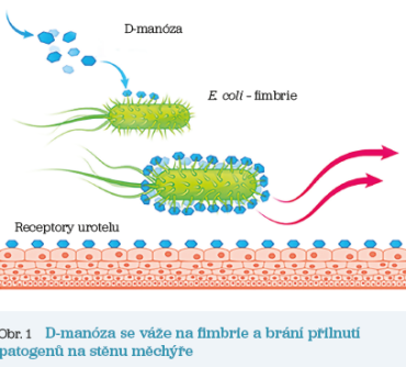 Obr. 1 D‑manóza