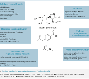 Obr. 1 Schéma působení přípravku inosin pranobex
