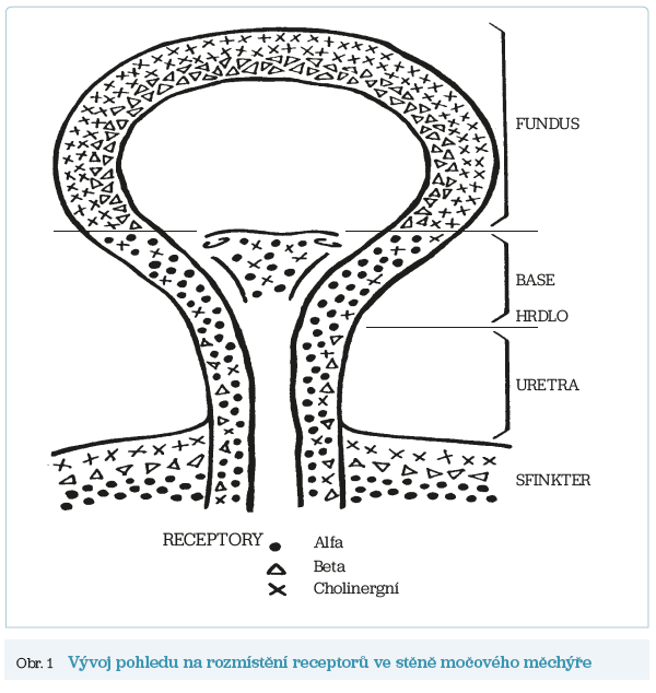 Obr. 1 Vývoj pohledu na rozmístění receptorů ve stěně močového měchýře