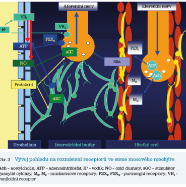 Obr. 2 Vývoj pohledu na rozmístění receptorů ve stěně močového měchýře