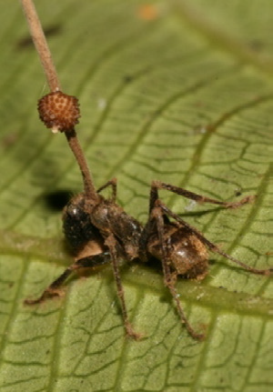 Ophiocordyceps unilateralis Foto David P. Hughes, Maj-Britt Pontoppidan via wikimedia.org