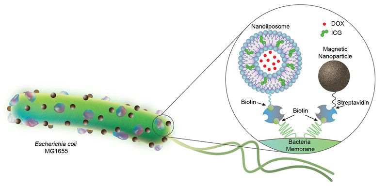 E-coli-Biohybrid-microrobots