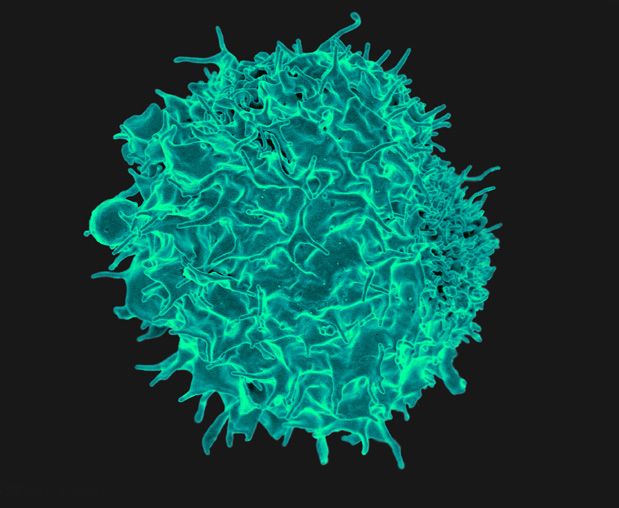 T lymfocyt
