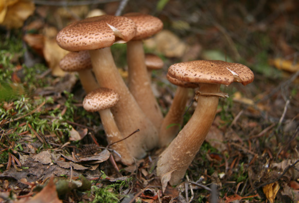 Armillaria ostoyae