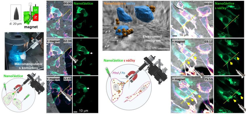 13-ONKO2 magneto_ScienceAdvances_NUVR FIGURE__ 1